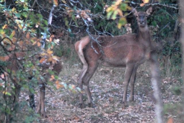 QUIZ:  INDOVINA L''UNGULATO!!! (per i non 